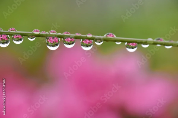 Obraz 雨上がり、ツツジの蔓に乗った雫の中に映る花畑の景色