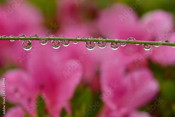 Obraz 雨上がり、ツツジの蔓に乗った雫の中に映る花畑の景色