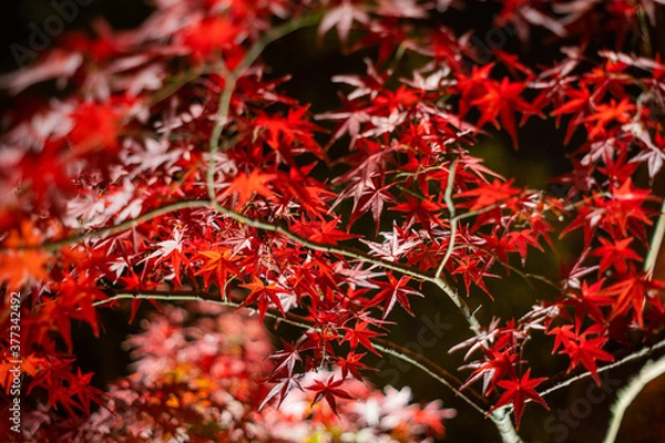 Fototapeta 京都の秋の紅葉