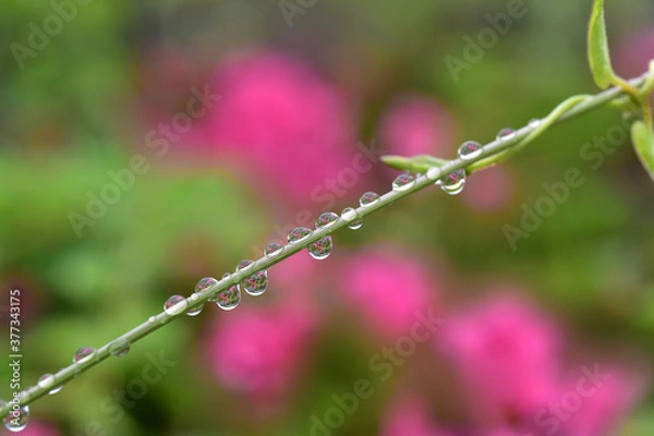 Obraz 雨上がりツツジの茎に景色が映った水滴が乗る