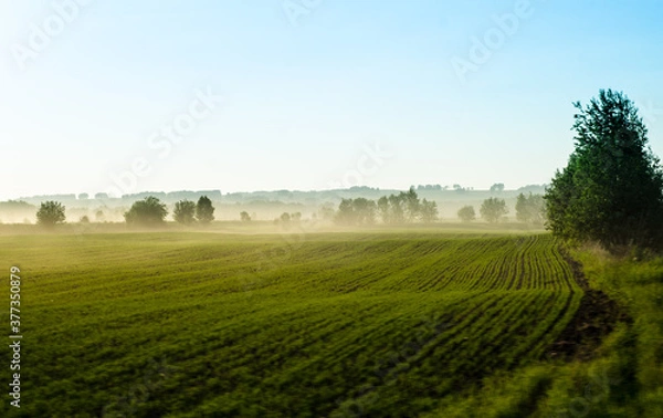 Fototapeta Beautiful scenic landscape with fog. A green field with a light haze above the ground. Farmland. Sown fields. Soft focus.