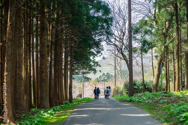 Obraz 林道を歩く家族