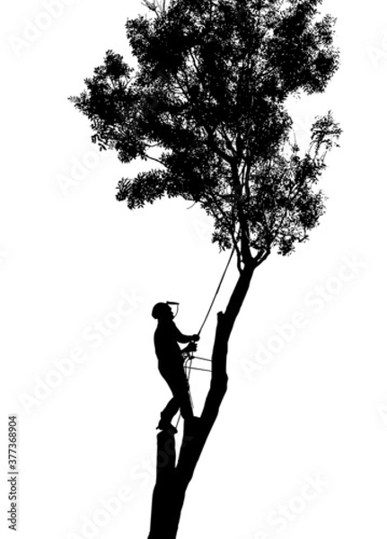 Obraz Illustration of a Tree Surgeon or Arborist using safety ropes up a tall tree.