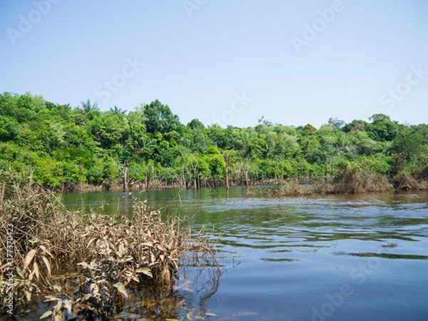 Obraz Amazon rainforest trees and river