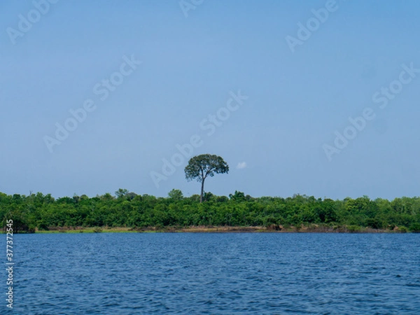 Obraz Amazon rainforest trees and river