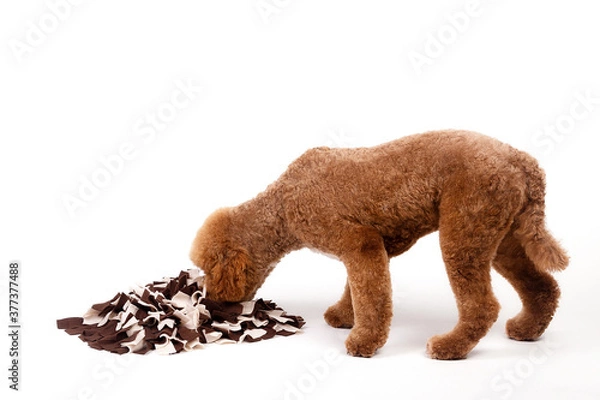 Obraz Doodle Schnüffelteppich