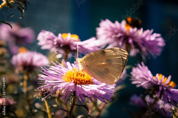 Obraz Butterfly sitting on flowers