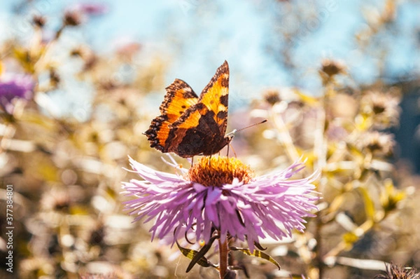 Obraz Butterfly sitting on flowers