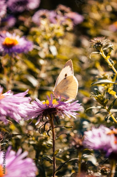 Obraz Butterfly sitting on flowers