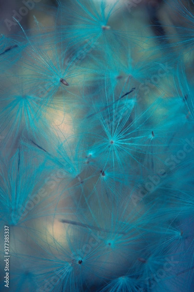 Obraz Dół roślin na niebiesko