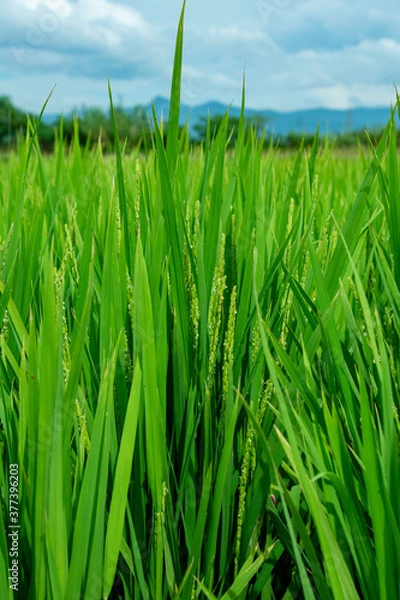 Fototapeta 青い稲穂　鹿児島県出水平野