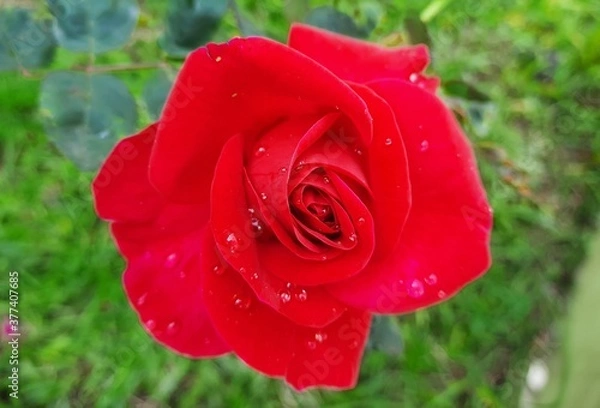 Obraz beautiful red rose