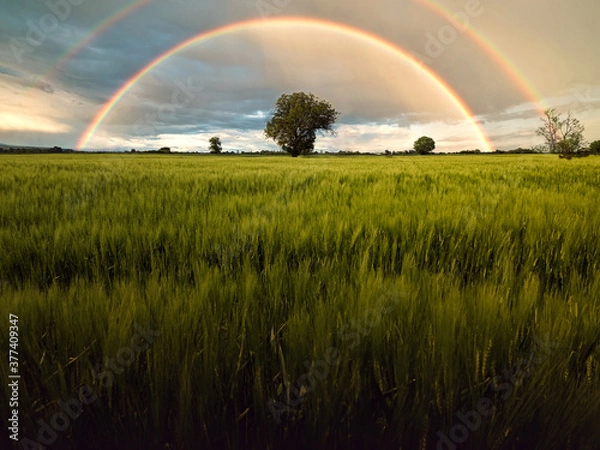 Fototapeta rainbow over the field