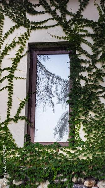 Fototapeta Window covered with ivy