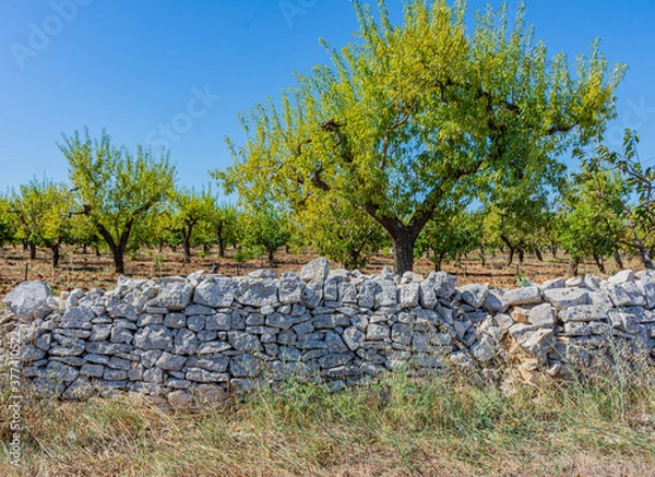 Obraz Close up of a countryside tree with a dry stone wall