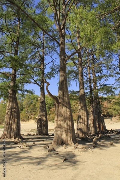 Fototapeta Swamp cypress trees in a dried pond