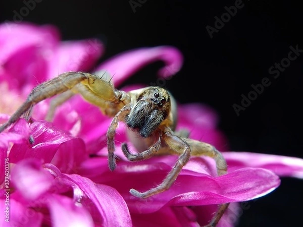 Fototapeta macro of a spider on a flower