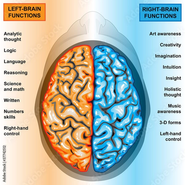 Obraz Human brain left and right functions