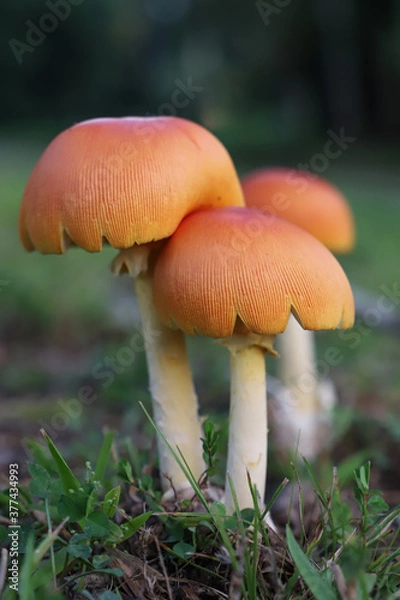 Obraz Orange Mushrooms