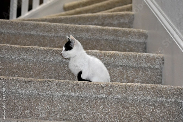 Obraz Kitten on Stairs