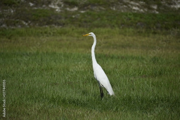 Obraz White Heron in Florida