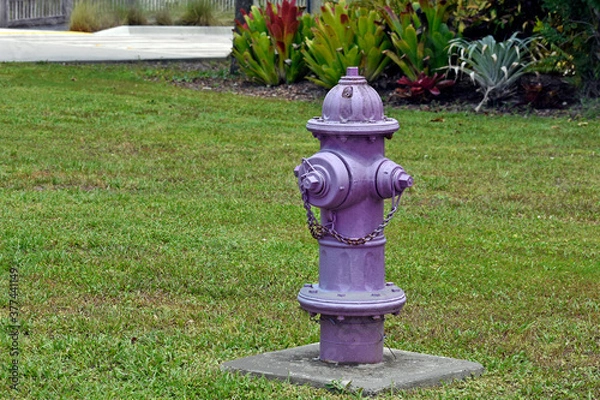Obraz Purple Fire Hydrant