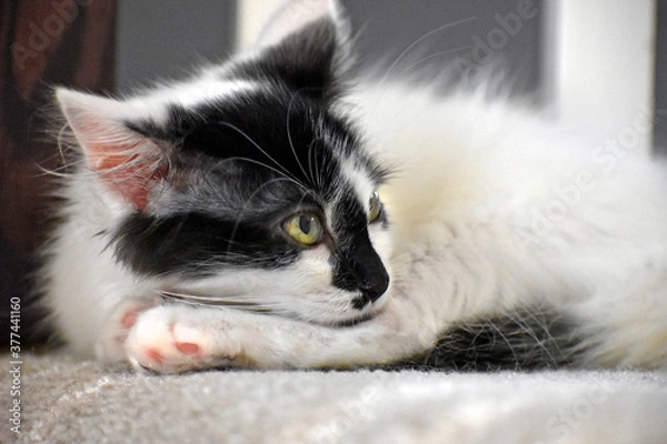 Obraz Pensive Kitten Thoughts