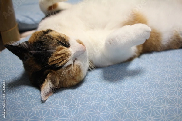 Fototapeta くつろぐ猫