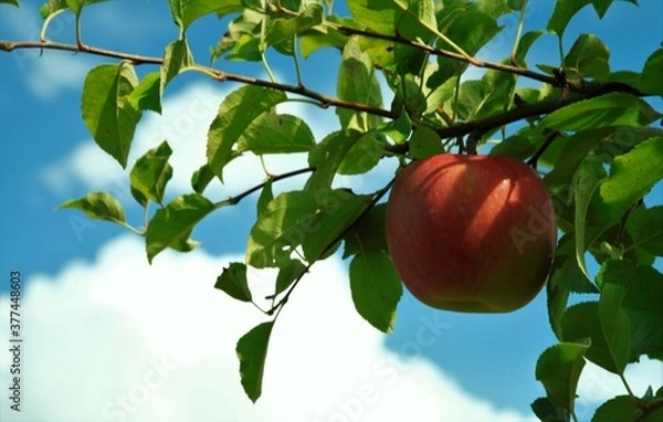 Obraz 九月の青い空とりんご