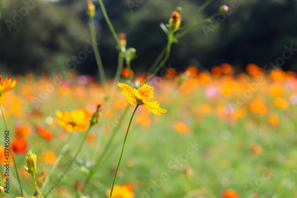 Fototapeta コスモス コスモス畑 秋桜