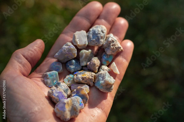 Fototapeta Lightning Ridge black opal rough in a hand