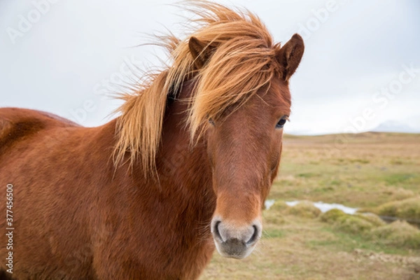 Obraz portrait of Icelandic horse in field