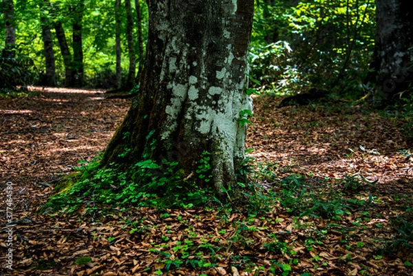 Fototapeta 初夏　古い落ち葉と緑の対比