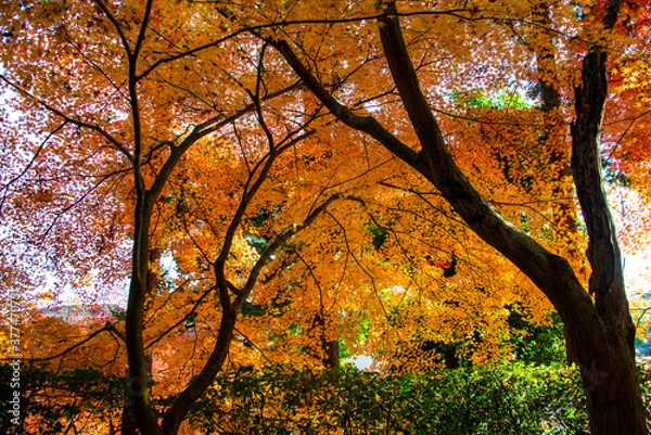 Fototapeta 紅葉した日本のもみじ