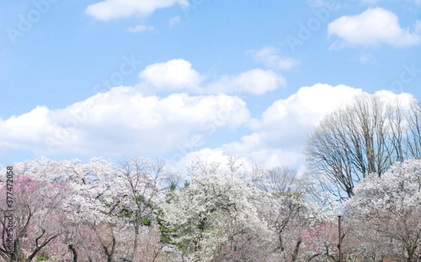 Obraz さまざまな桜の木　春のお花見