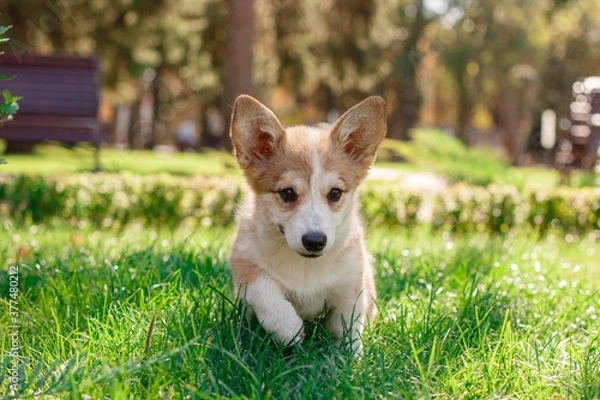 Fototapeta Welsh Corgi puppy on a walk in the Park