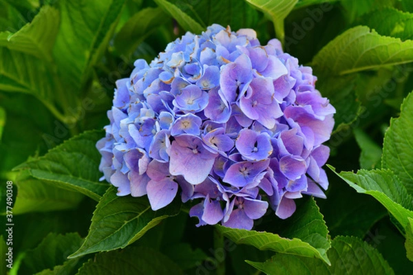 Obraz Beautiful purple large-flowered hydrangea flower in our garden on the green background
