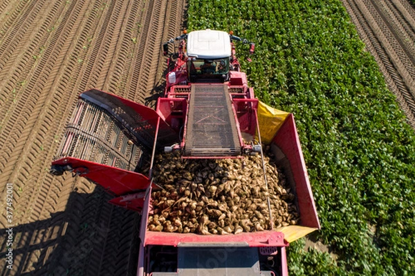 Fototapeta Farmers harvest sugar beet in a country field. Sugar beet harvest with a Sugarbeet harvester an agricultural machine.