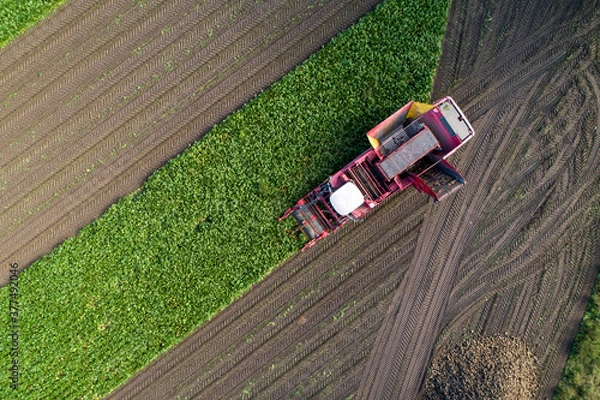 Fototapeta Farmers harvest sugar beet in a country field. Sugar beet harvest with a Sugarbeet harvester an agricultural machine.