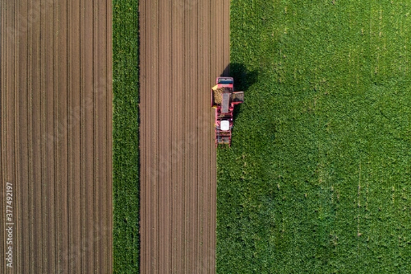 Fototapeta Farmers harvest sugar beet in a country field. Sugar beet harvest with a Sugarbeet harvester an agricultural machine.