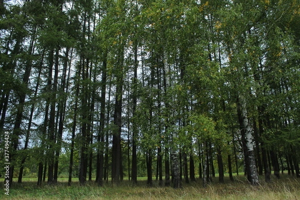 Fototapeta Forest in autumn in the rain