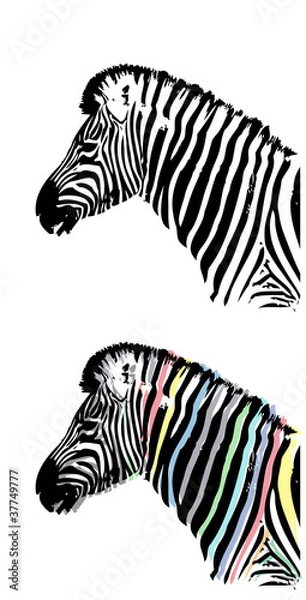 Obraz Zebra