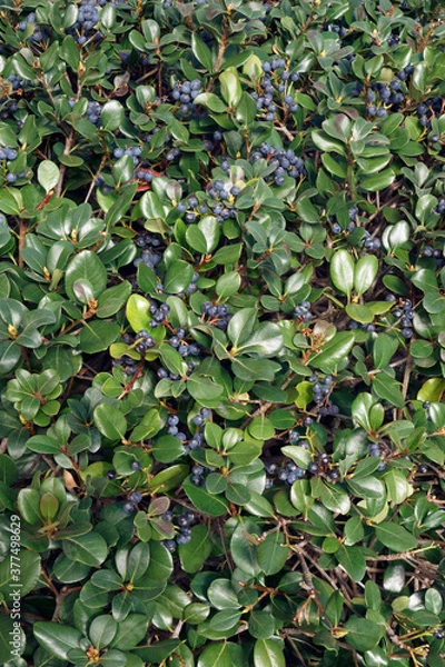Fototapeta Japanese hawthorn (Rhaphiolepis indica var. integerrima). Called Yeddo hawthorn also