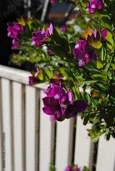 Fototapeta he purple flower and green trees with the while fence on the sunny day with the bright blue sky in the national park in the Blue Mountains, Australia