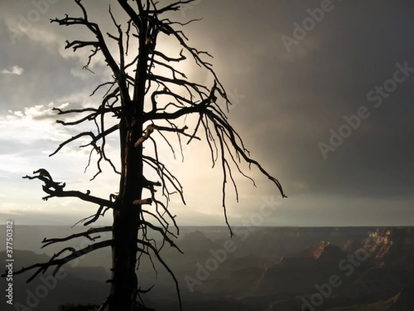Fototapeta Dead Tree Grand Canyon