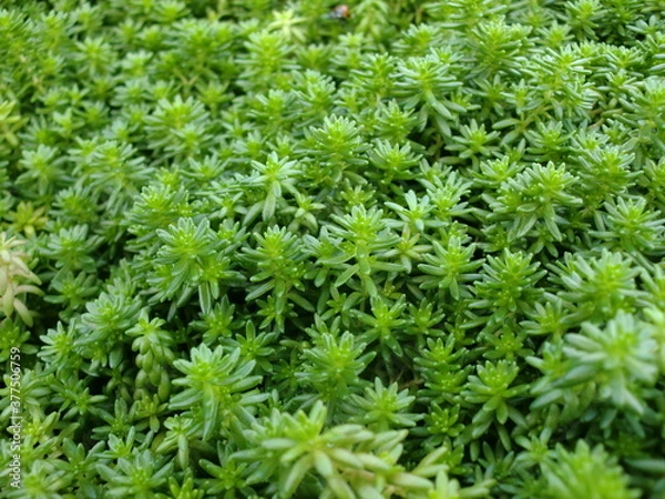 Obraz 密集したモリムラマンネングサ