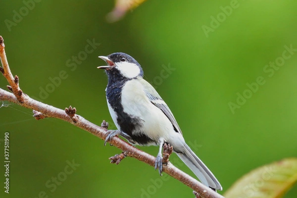 Obraz 秋に囀るシジュウカラの雄