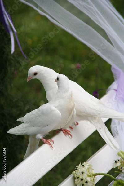 Obraz two white wedding doves on a white bench in a wedding ceremony