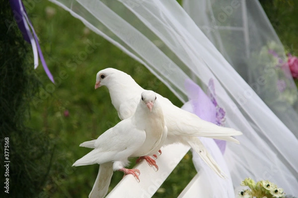 Obraz two white wedding doves on a white bench in a wedding ceremony