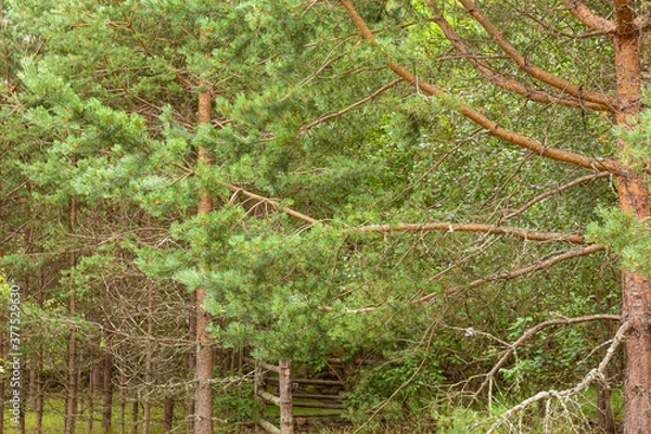 Fototapeta green moss on the tree